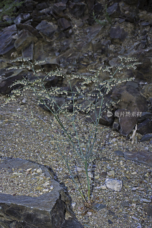 沙漠喇叭- Eriogonum膨胀。生长在加州的白山。阴阳国家森林;阴阳县;盆地和山脉省。